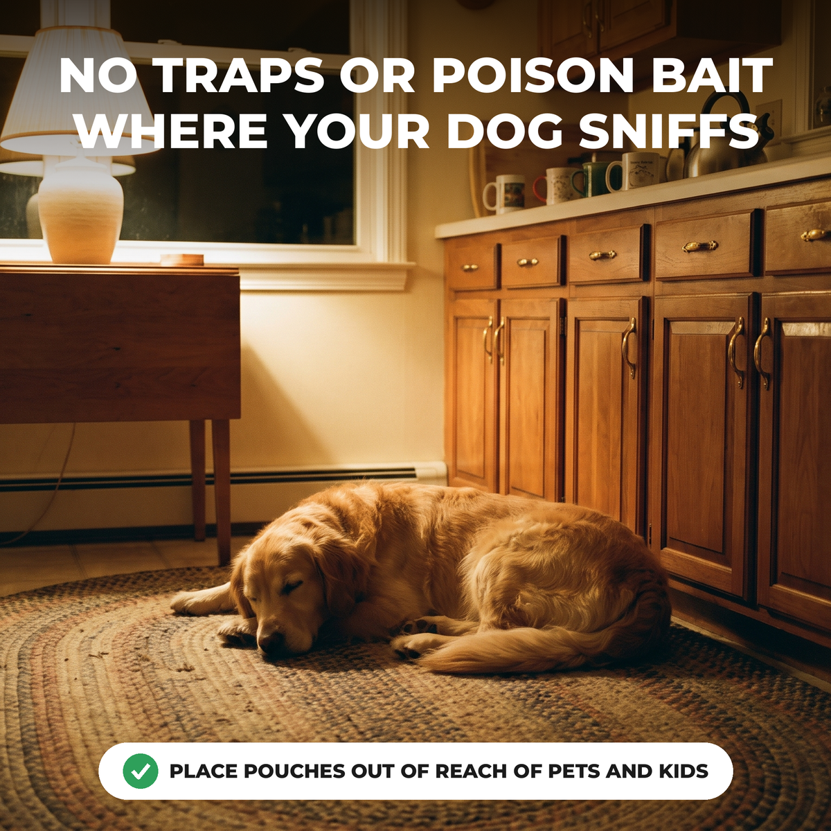 No traps or poison bait where your dog sniffs