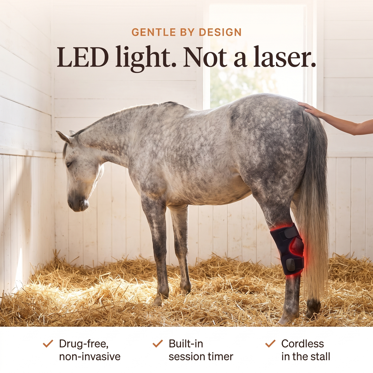Relaxed grey horse dozing in a stall with the RedHoof LED hock wrap, drug-free with built-in timer