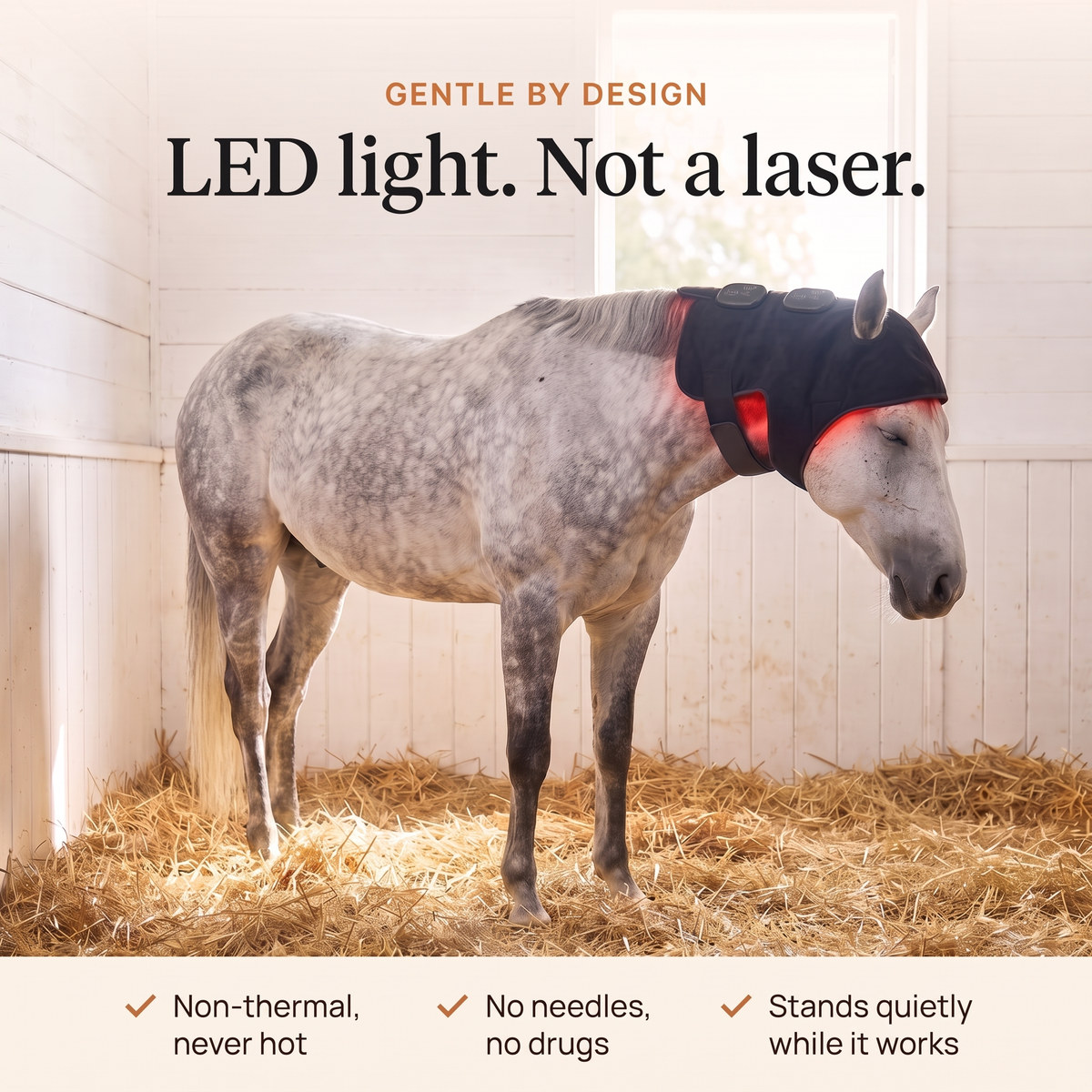 Entspannter Schimmel steht in der Box mit der RedHoof LED-Genick- und Halshaube, ohne Wärme und ohne Medikamente