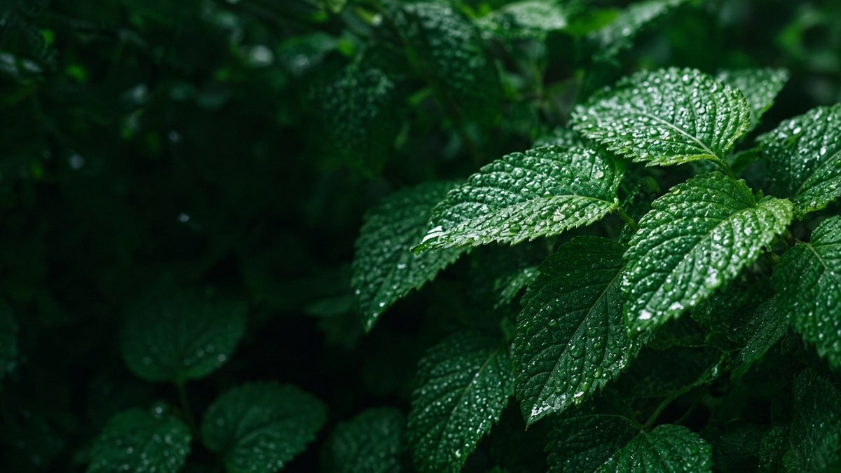 Peppermint oil