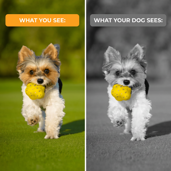 ChewMagic™ Ball
