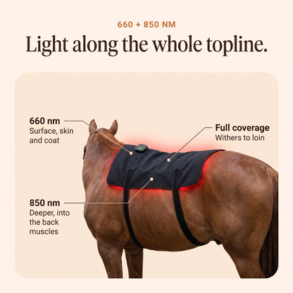 RedHoof back pad on a horse with callouts for 660 nm, 850 nm and full coverage from withers to loin