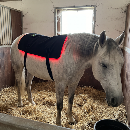 Gray horse dozing in a straw stall wearing the RedHoof back pad