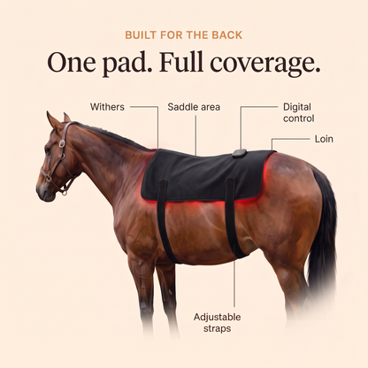 RedHoof back pad callouts: withers, saddle area, loin, digital control, adjustable straps