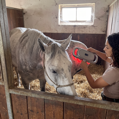 Gray horse relaxing in a straw stall while a woman uses the RedHoof massage gun on its hindquarters