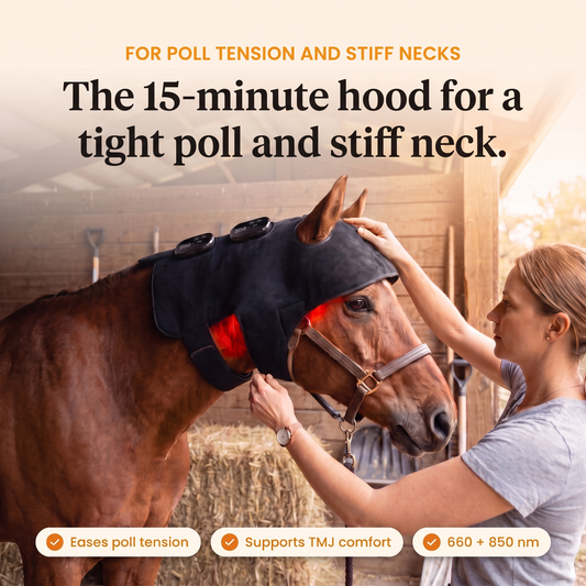 Woman fastening the glowing RedHoof poll and neck hood on a bay horse, the 15-minute hood for a tight poll and stiff neck