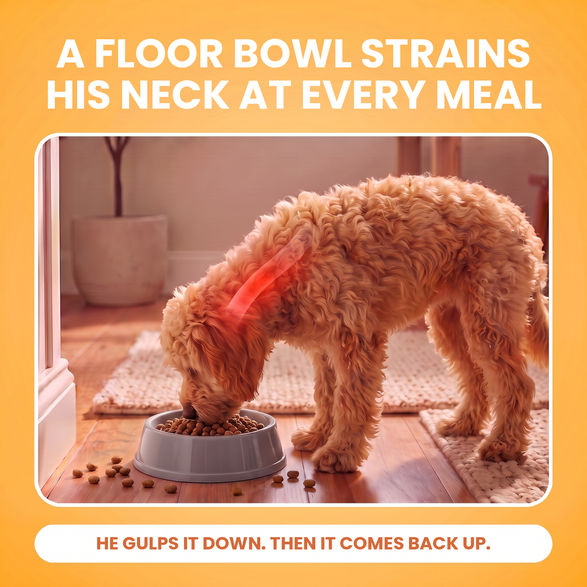 Apricot doodle standing over a plastic floor bowl with its head bent down, neck strain highlighted in red and kibble scattered on the floor: a floor bowl strains his neck at every meal, he gulps it down and then it comes back up