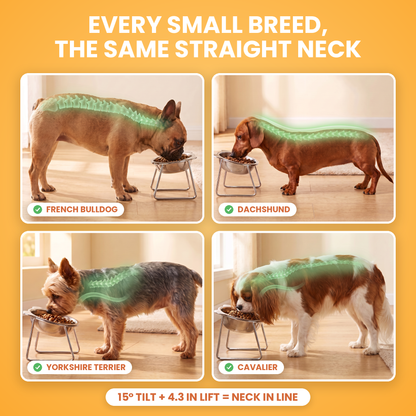 Every small breed, the same straight neck: French Bulldog, Dachshund, Yorkshire Terrier and Cavalier eating from the raised TiltBowl with their spines highlighted in green, 15 degree tilt plus 4.3 inch lift keeps the neck in line