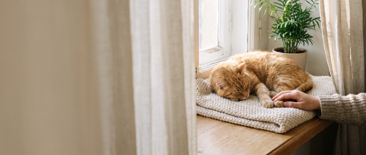 Rote Katze schläft in der Sonne auf einer Strickdecke am Fensterbrett