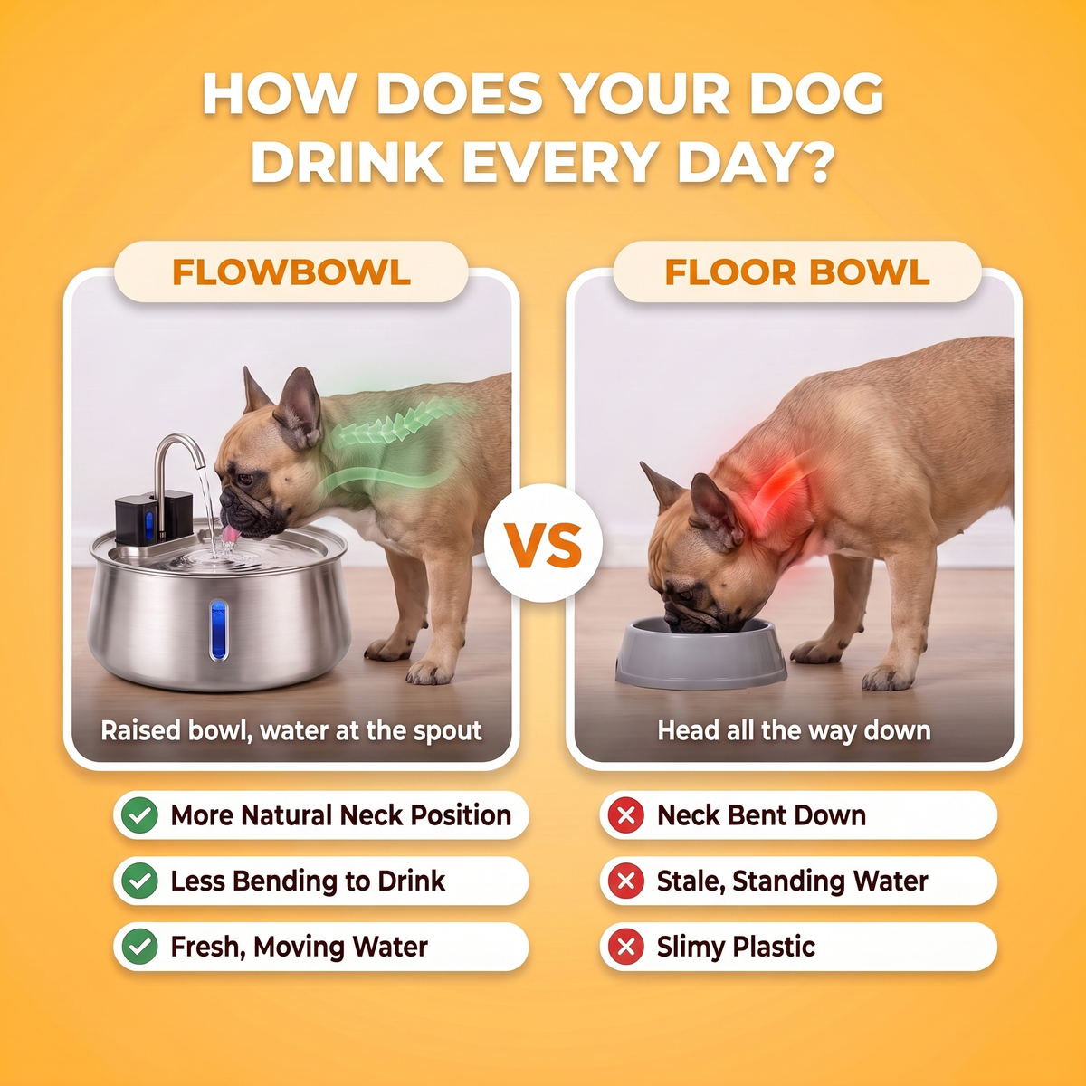 How does your dog drink every day? French Bulldog drinking from the raised FlowBowl fountain with a more natural neck position, compared with the same dog bending its head down into a plastic floor bowl with stale, standing water