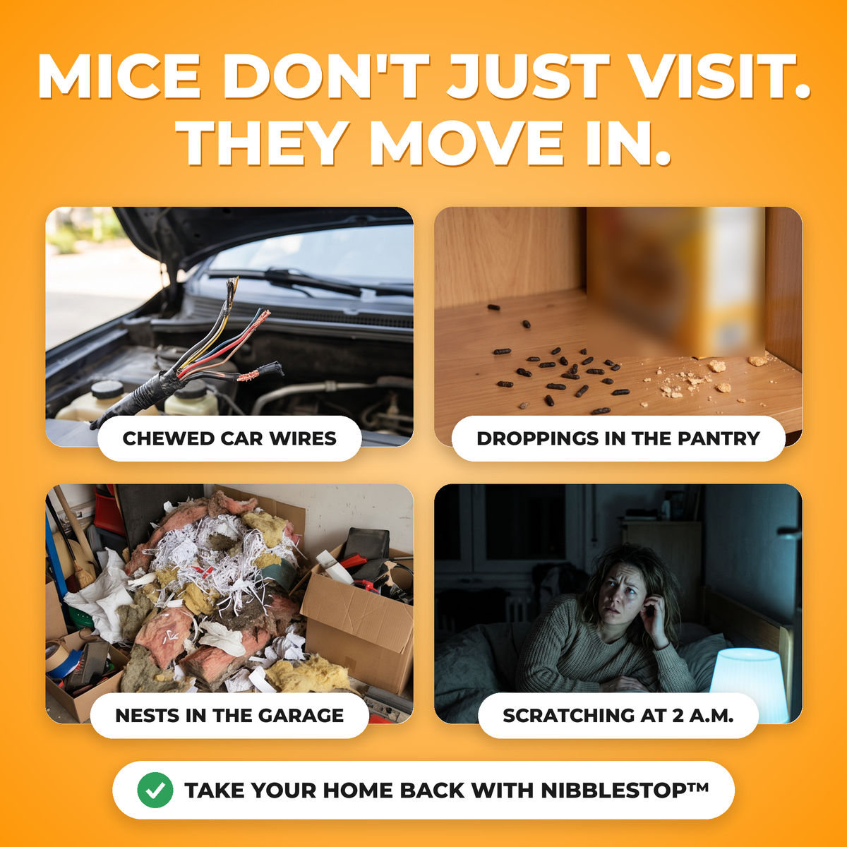 Signs of mice at home: chewed car wires, droppings, nests, scratching at night