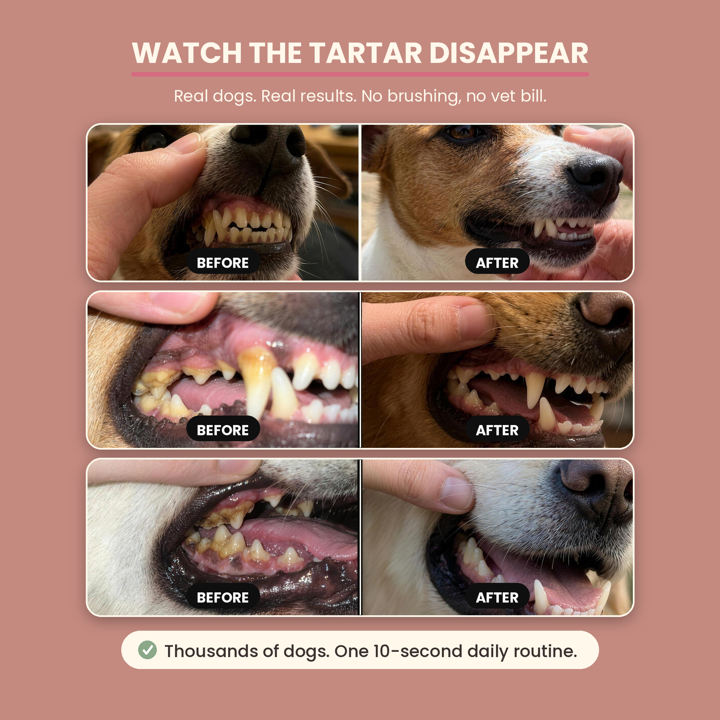 Before and after - three dogs, tartar buildup to cleaner teeth with FreshBites daily dental spray