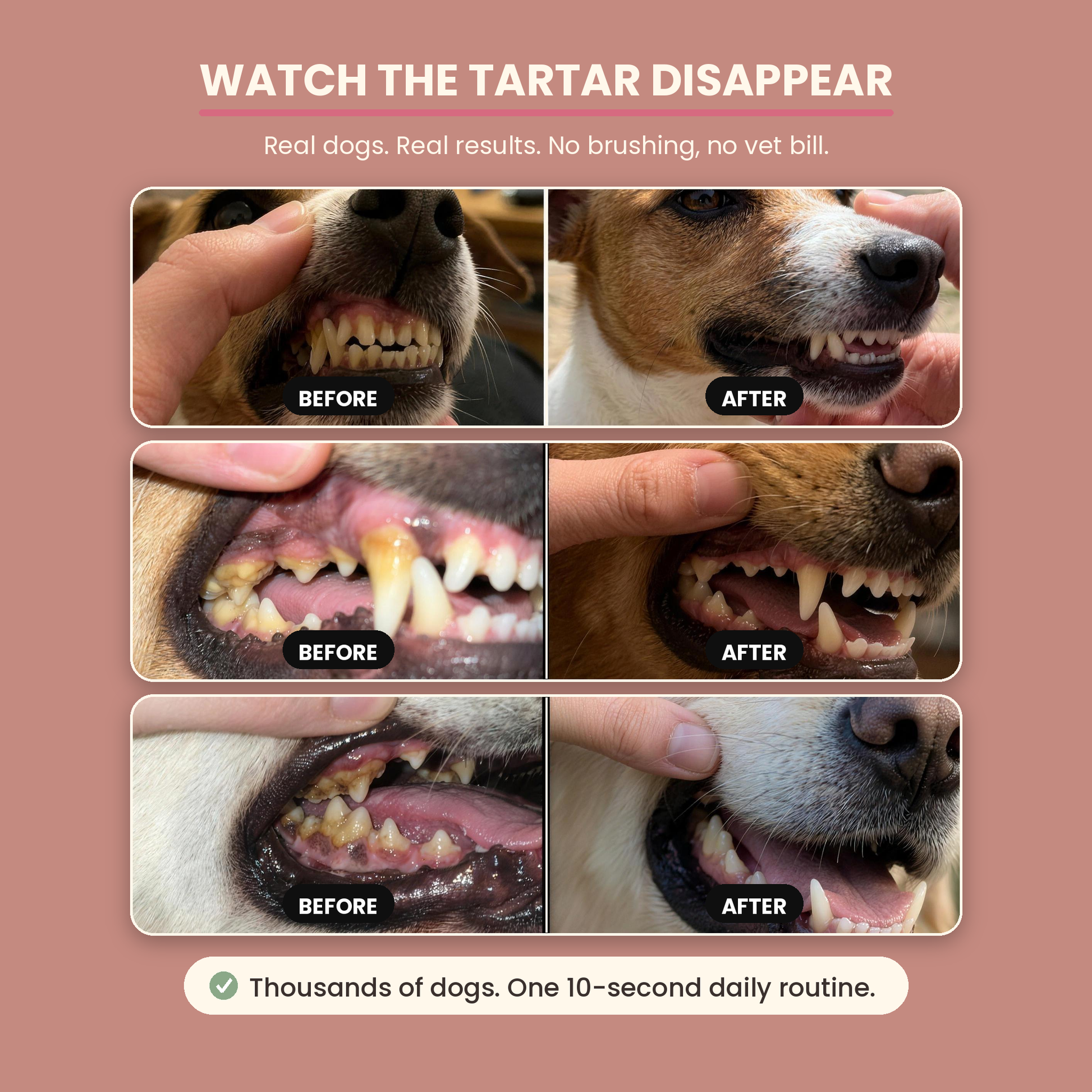 Before and after - three dogs, tartar buildup to cleaner teeth with FreshBites daily dental spray