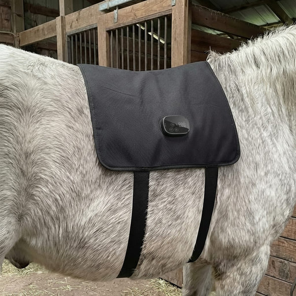 Sarah M. | Dressage Rider