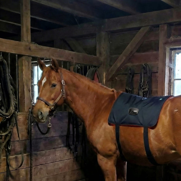 Ashley W. | Amateur Rider