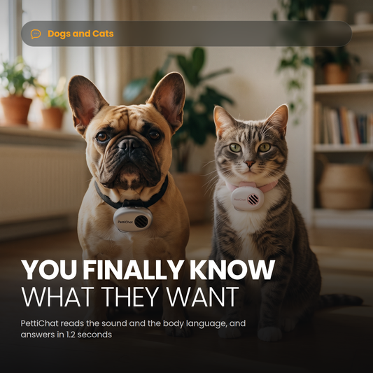 French Bulldog and tabby cat side by side, each wearing a PettiChat collar device, you finally know what they want