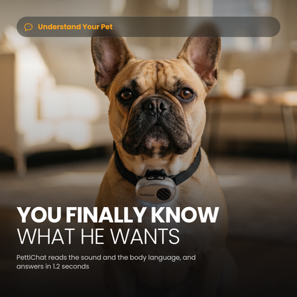 French Bulldog wearing the small silver PettiChat collar device, you finally know what he wants