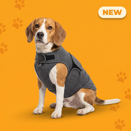 WuffHug Wrap — Beagle wearing the dark-grey compression vest, calm and centered. New from Pet Department.