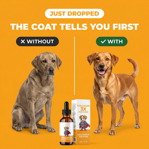 Collagen 3X for Dogs — same dog dull coat vs shiny coat before and after