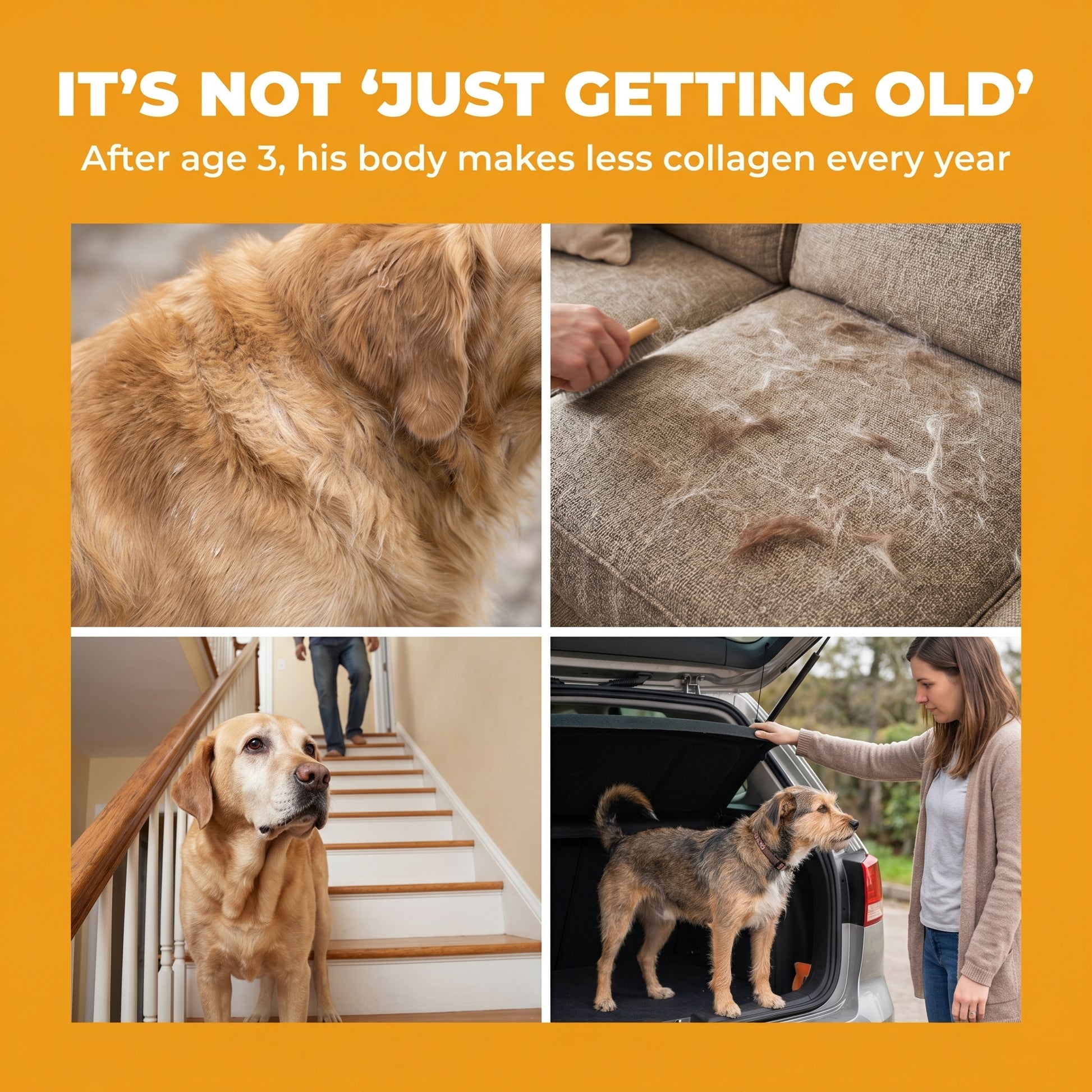 Signs a dog's collagen is dropping — dull coat, shedding, stiffness on stairs