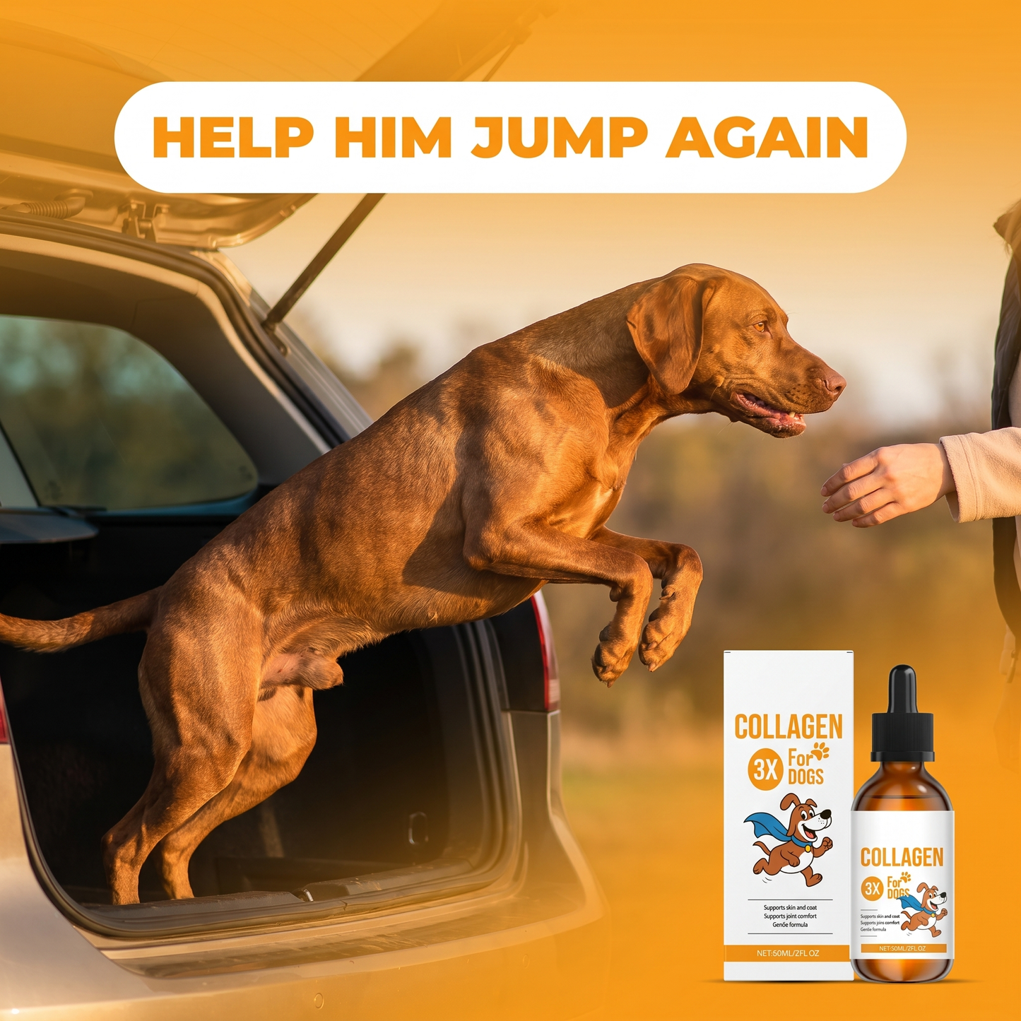 Happy dog with shiny coat leaping into car — Collagen 3X daily drops