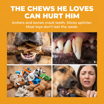 Why antlers, bones and sticks hurt dogs — cracked teeth, splinters, and destroyed toys