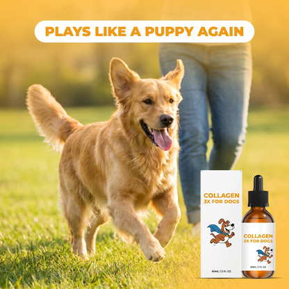 A calm, comfortable dog on Collagen 3X, no more 2am scratching.