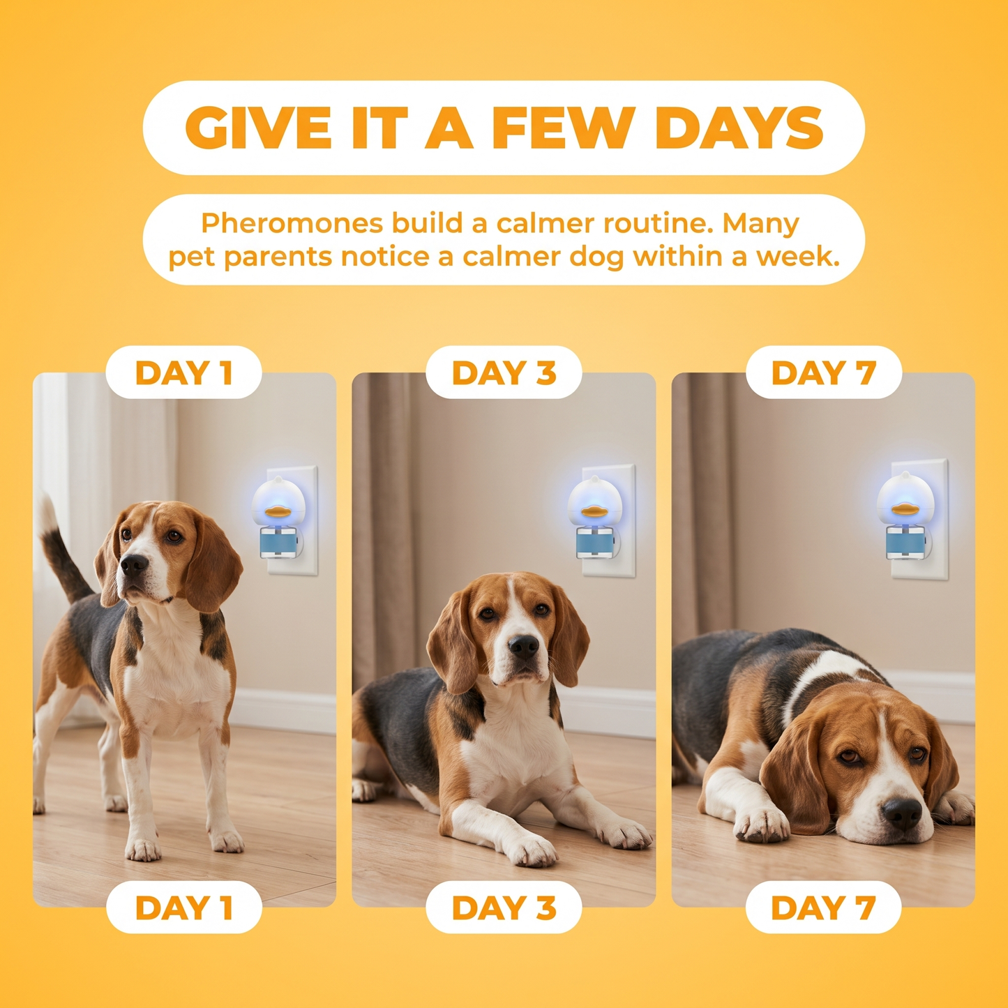 Give it a few days: the same dog grows calmer from Day 1 to Day 3 to Day 7 with CalmPaw