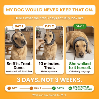 My dog would never keep that on: the first 3 days of getting used to SilentWuff. 3 days, not 3 weeks. Ready before the next storm.