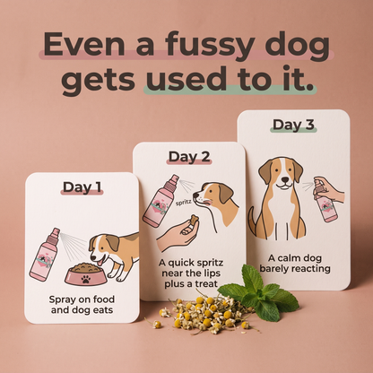 Even a fussy dog gets used to it - day 1 2 3 routine