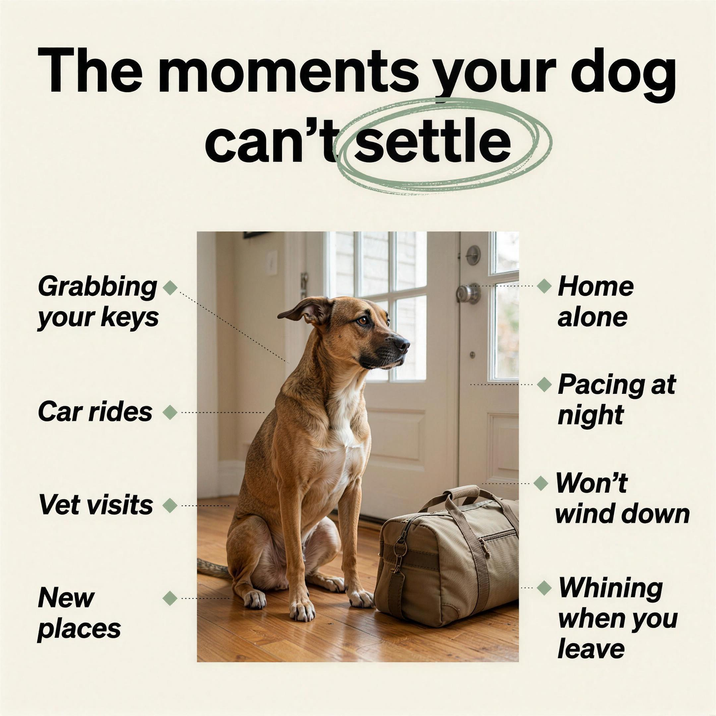The moments your dog cannot settle - situations