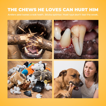 Why antlers, bones and sticks hurt dogs: cracked teeth, splinters and destroyed toys.