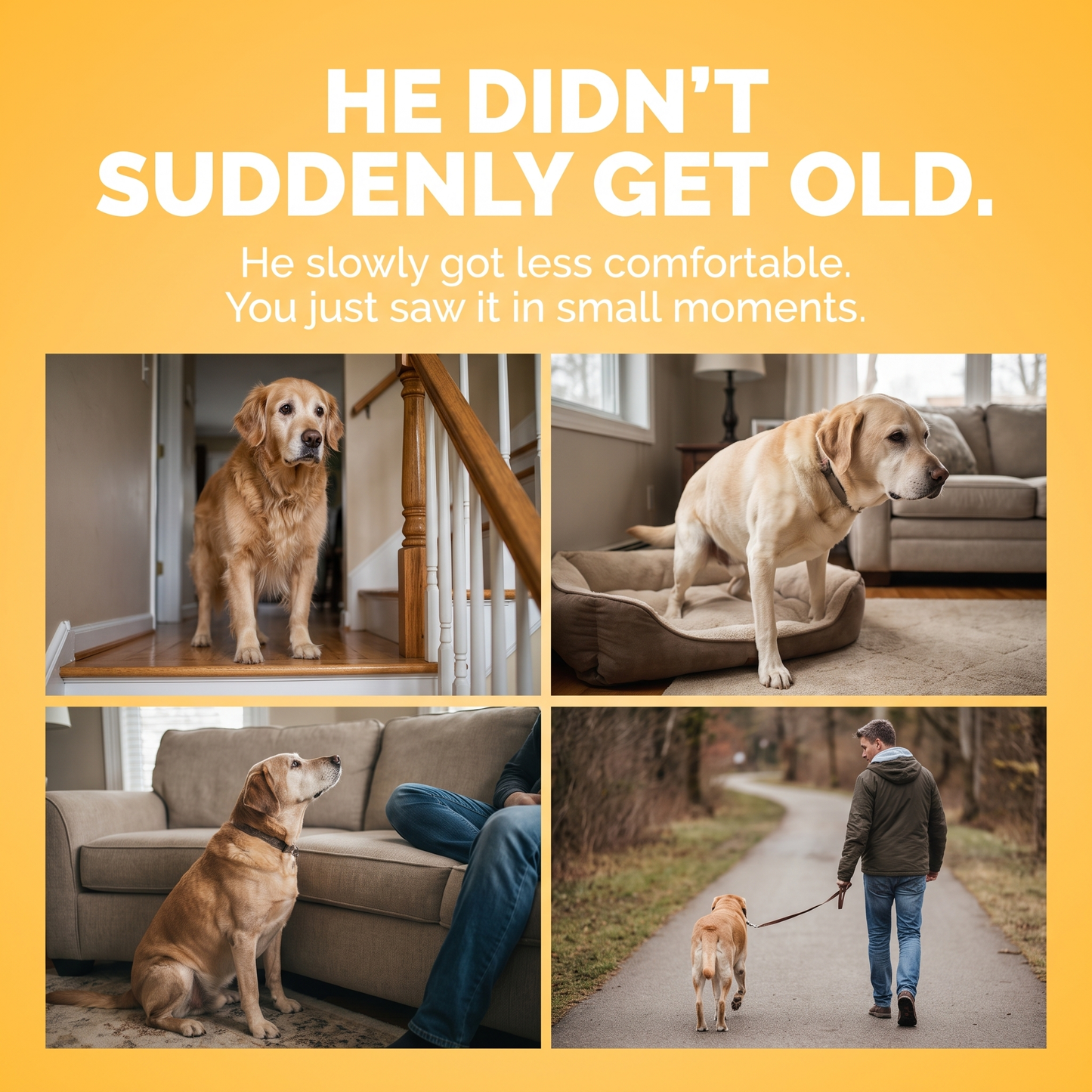 He didn't suddenly get old, he slowly got less comfortable. Four small moments dog owners recognize.