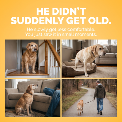 He didn't suddenly get old, he slowly got less comfortable. Four small moments dog owners recognize.