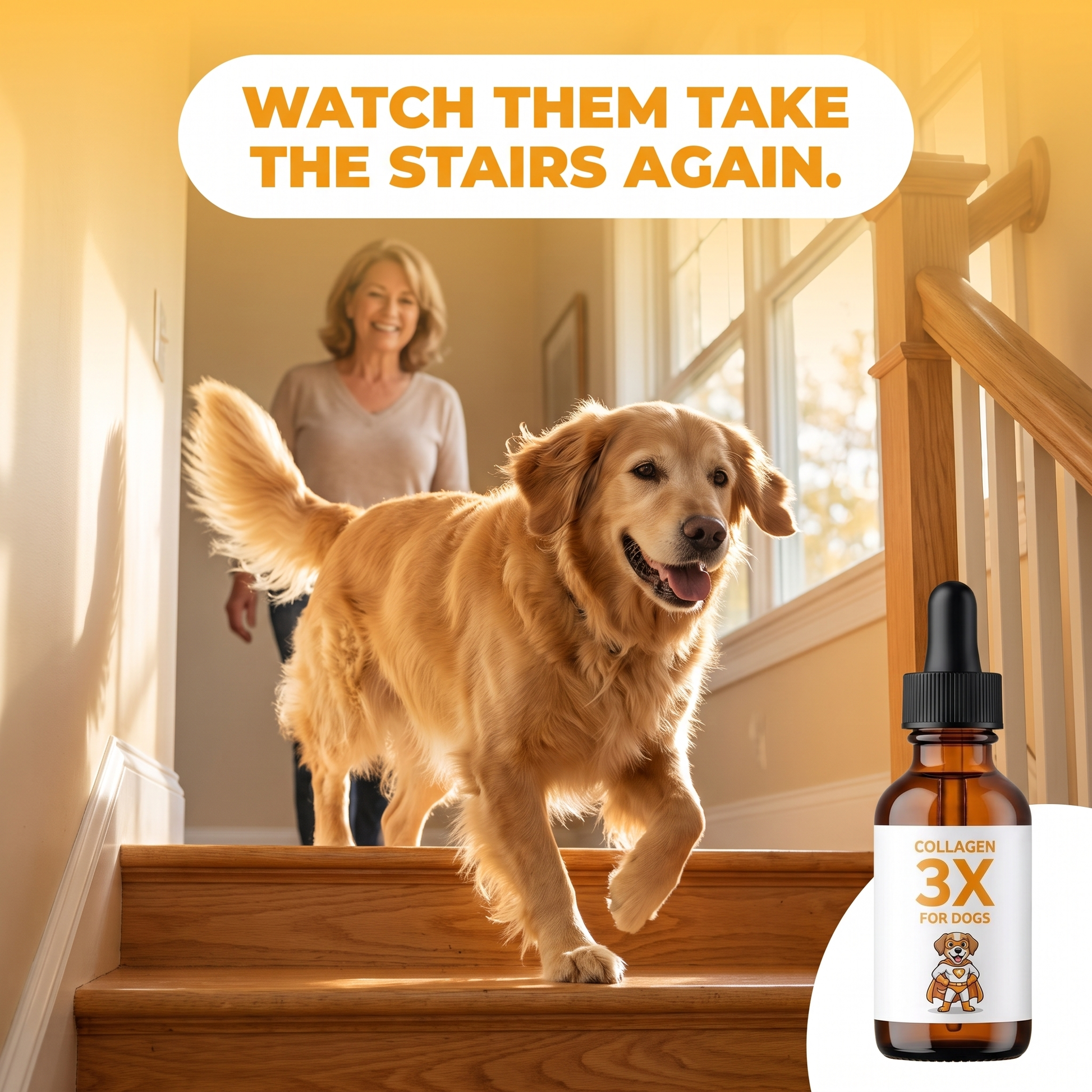 Watch them take the stairs again. Senior golden retriever moving freely with Collagen 3X.