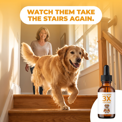 Watch them take the stairs again. Senior golden retriever moving freely with Collagen 3X.