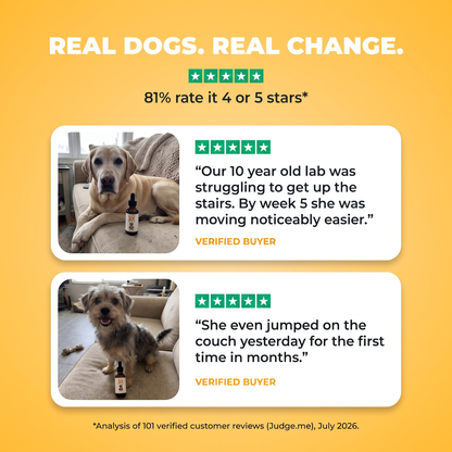 Real dogs, real change. Verified buyer reviews with owner photos: senior lab moving easier by week 5, terrier back on the couch. 81% rate it 4 or 5 stars.