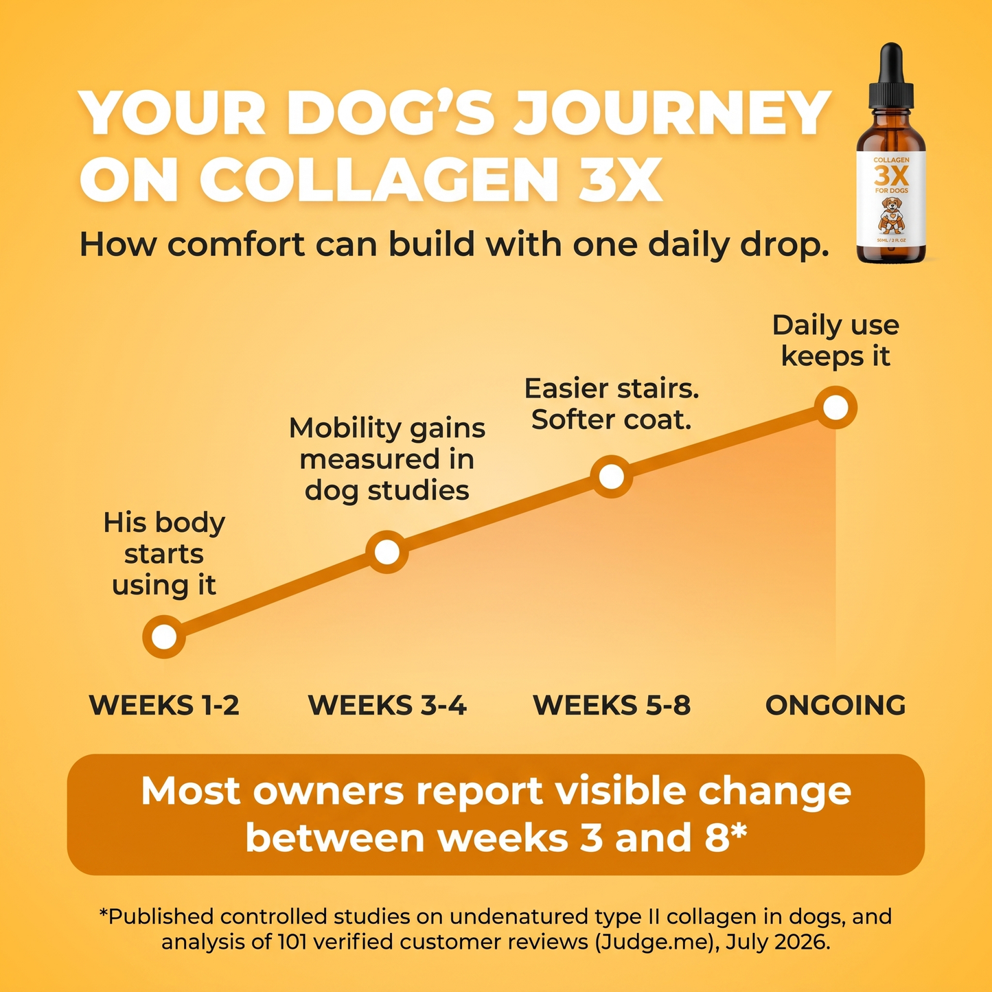 Your dog's journey on Collagen 3X: weeks 1-2 his body starts using it, weeks 3-4 mobility gains measured in dog studies, weeks 5-8 easier stairs and softer coat, ongoing daily use keeps it.