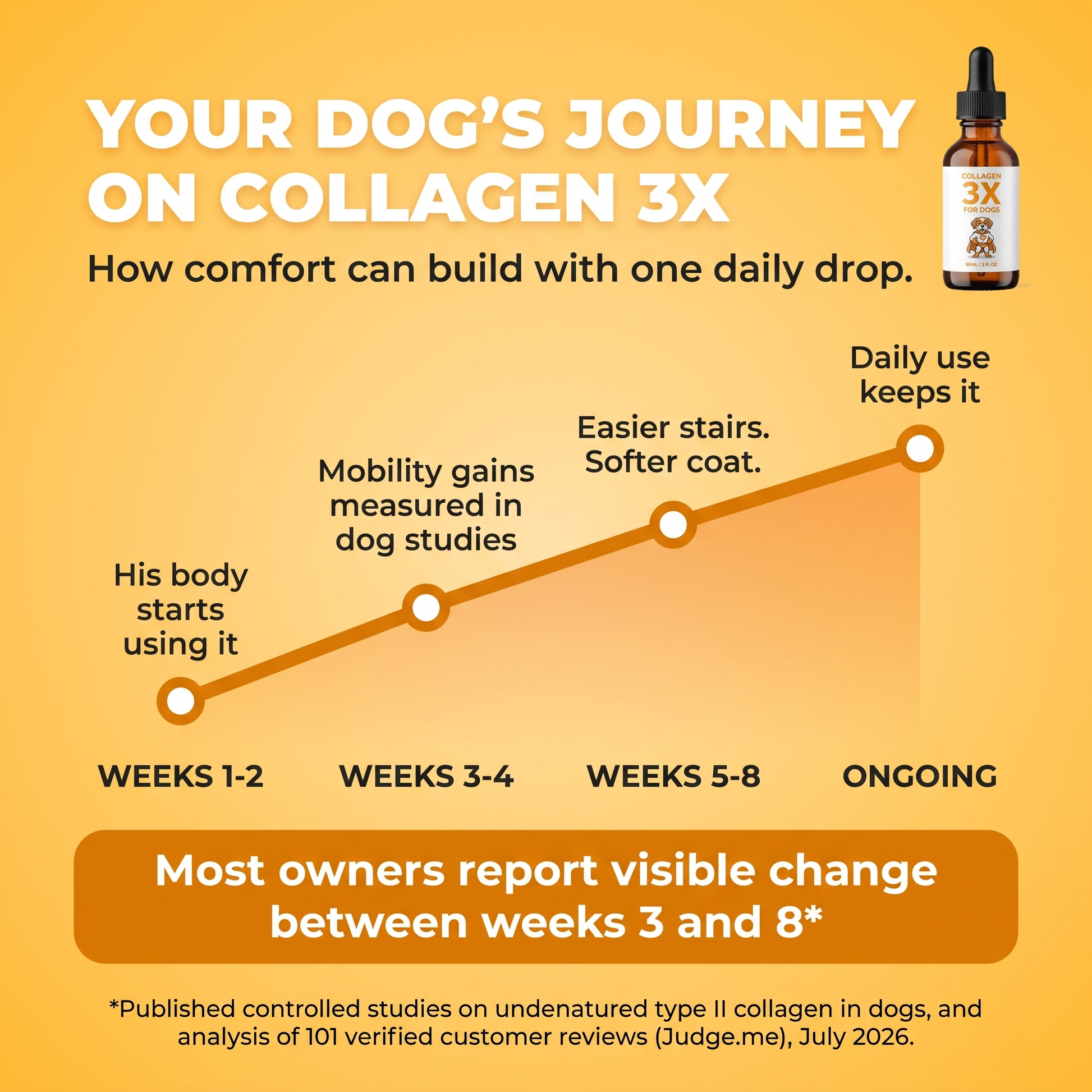 Your dog's journey on Collagen 3X: weeks 1-2 his body starts using it, weeks 3-4 mobility gains measured in dog studies, weeks 5-8 easier stairs and softer coat, ongoing daily use keeps it.