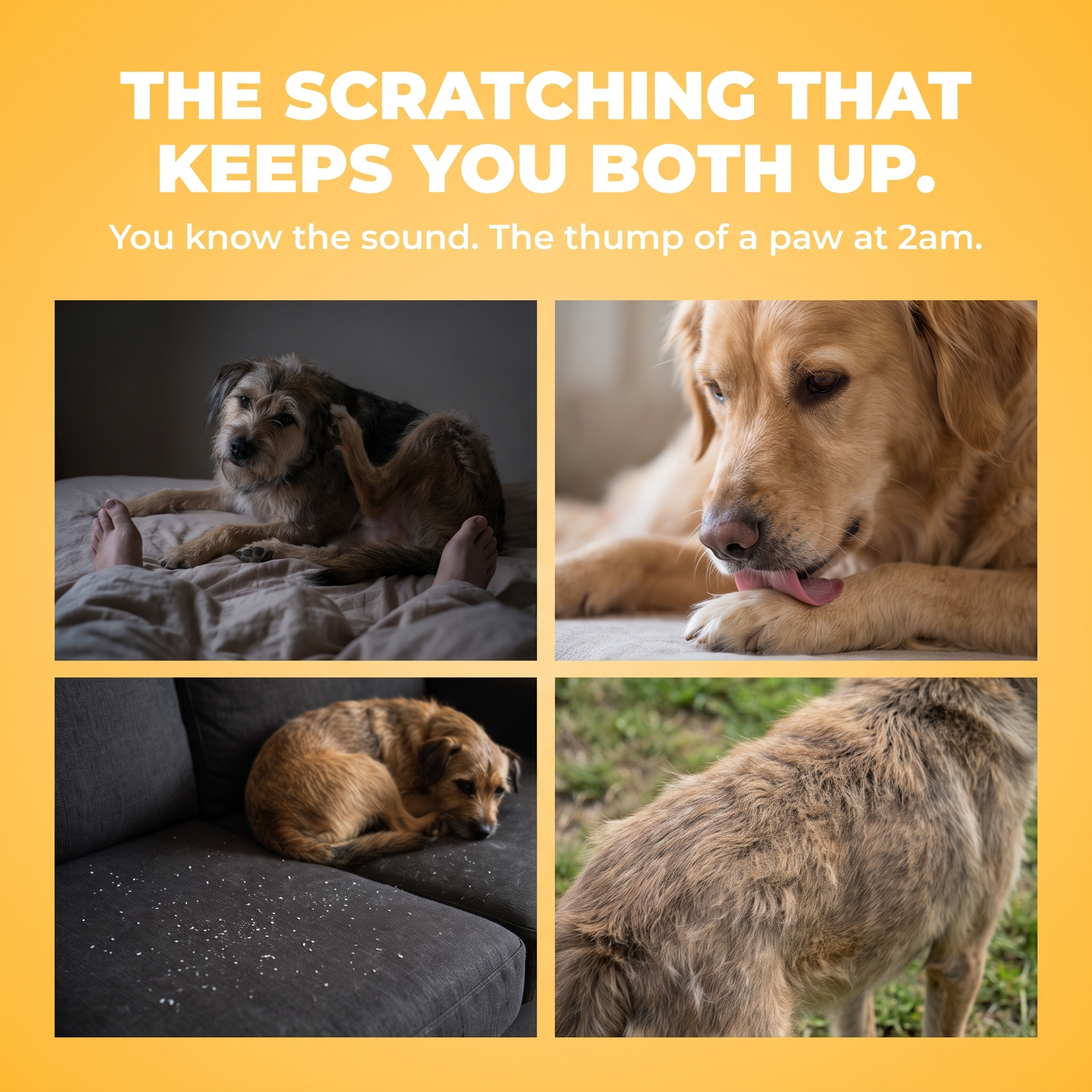 The scratching that keeps you both up. Four quiet moments dog owners know: night scratching, paw licking, flakes on the couch, dull coat.