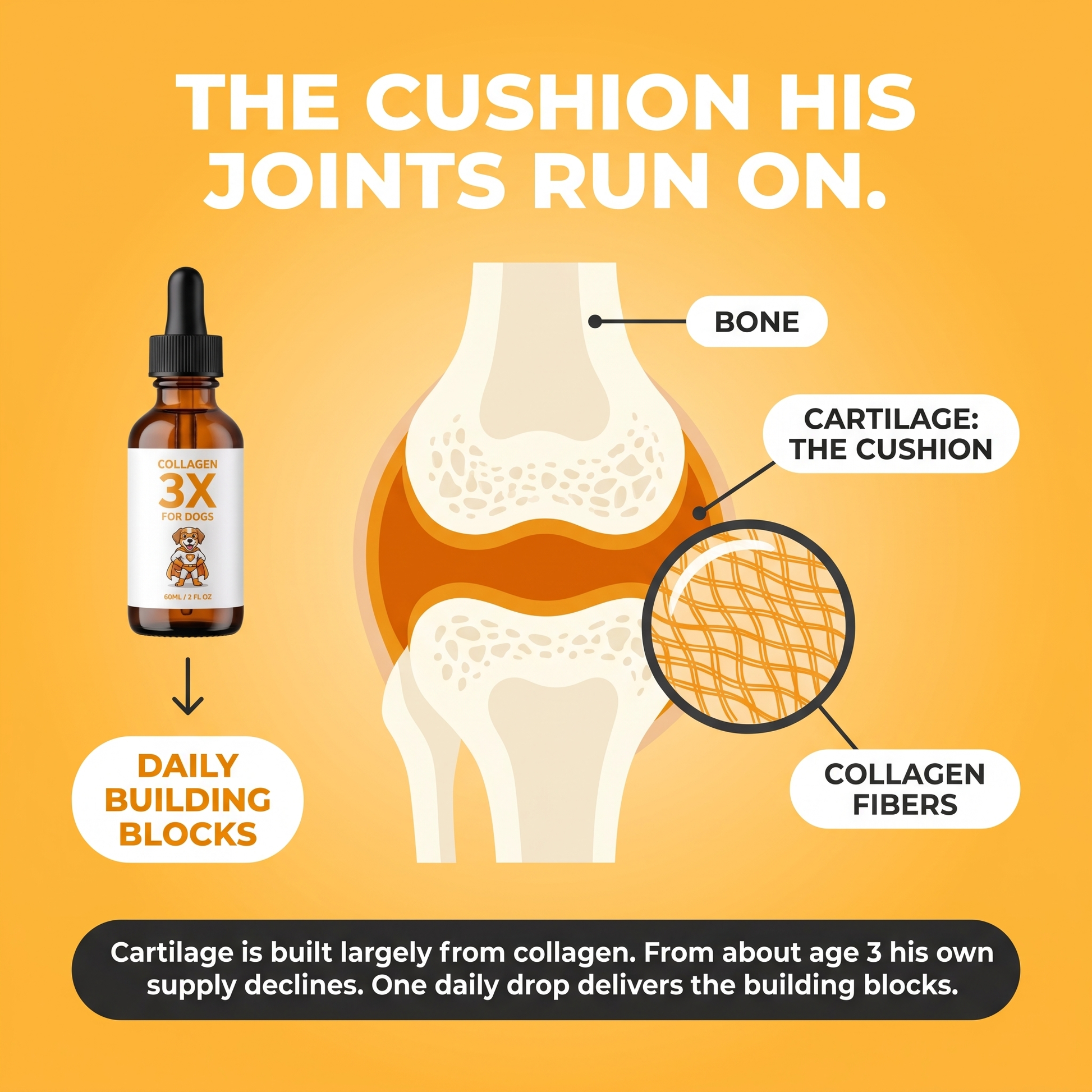The cushion his joints run on: dog joint cross-section showing bone, cartilage and collagen fibers. Cartilage is built largely from collagen, one daily drop delivers the building blocks.