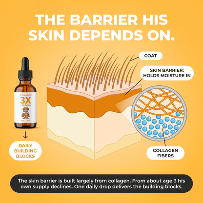 The barrier his skin depends on: dog skin cross-section showing coat, skin barrier and collagen fibers holding moisture in. The barrier is built largely from collagen, one daily drop delivers the building blocks.