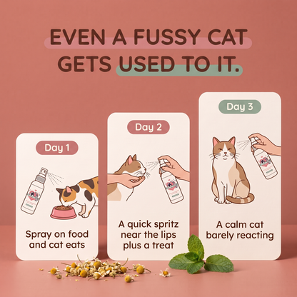 Even a fussy cat gets used to it: the day 1 to day 3 routine