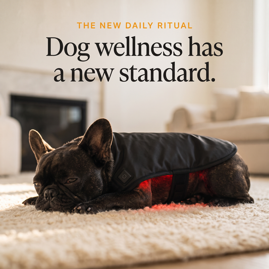 French Bulldog resting on a rug wearing the RedPaw red light wrap: the new daily ritual, dog wellness has a new standard