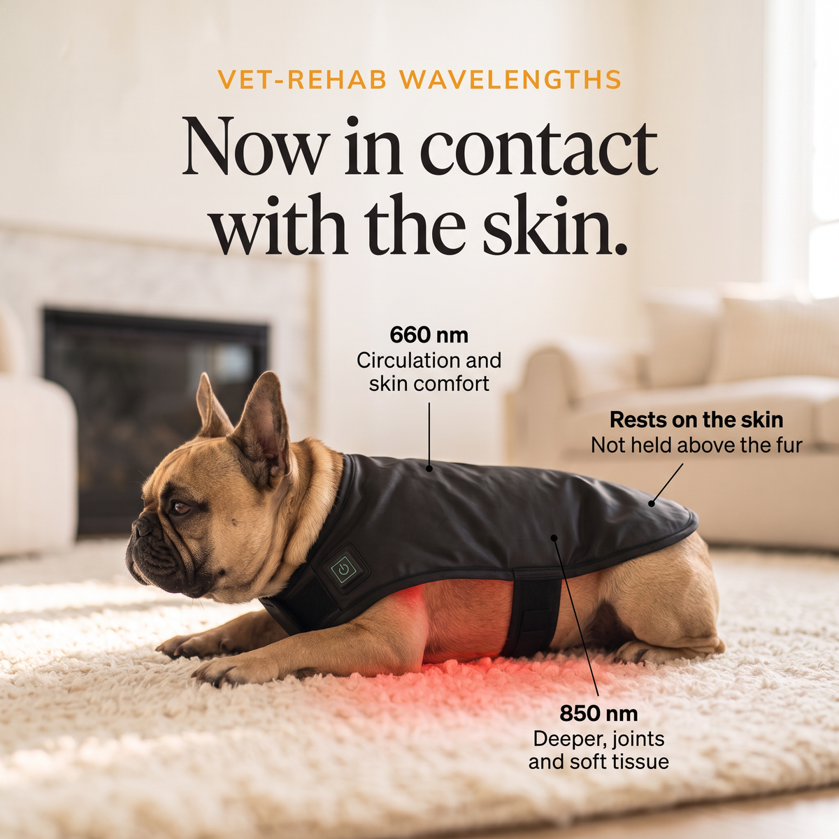 French Bulldog relaxing in the RedPaw red light therapy wrap, 660 nm and 850 nm in contact with the skin