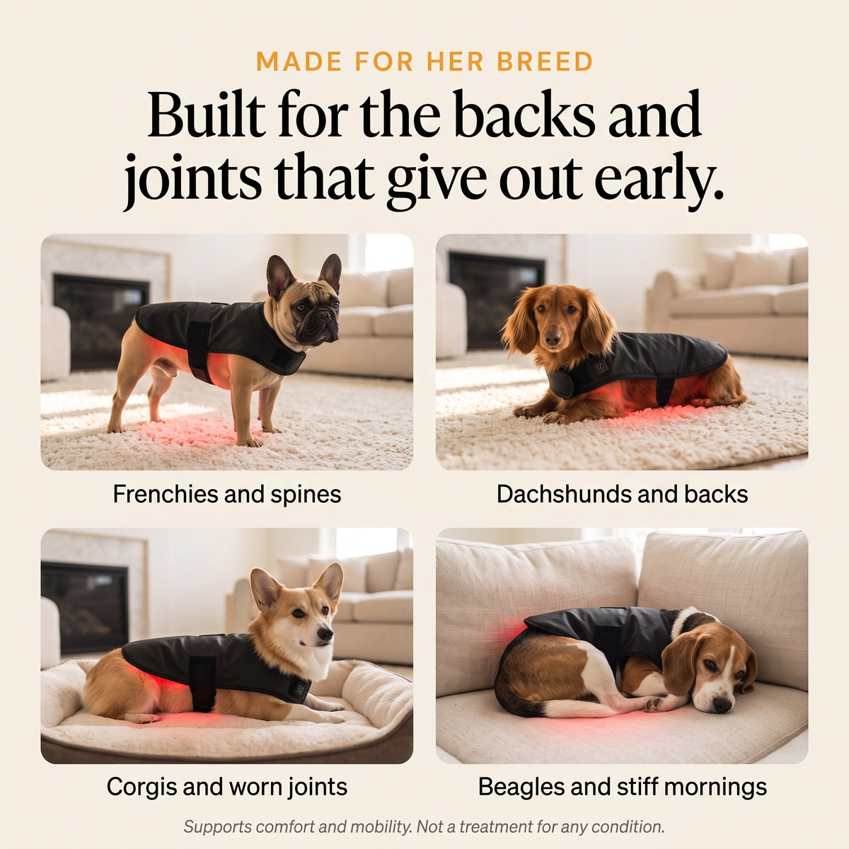French Bulldog, Dachshund, Corgi and Beagle wearing the RedPaw wrap