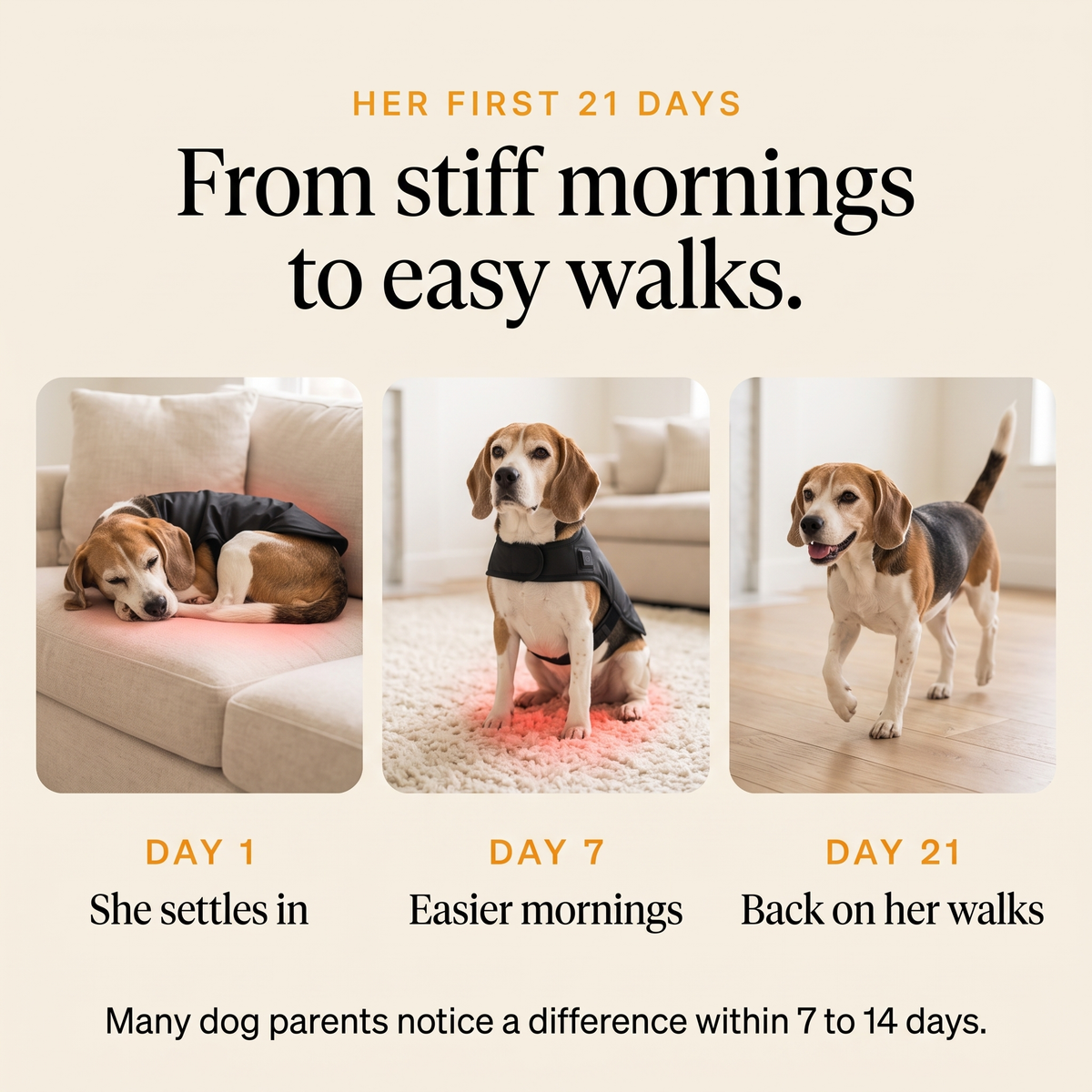 A Beagle's first 21 days with the RedPaw wrap