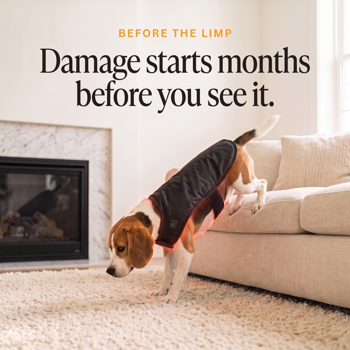 Beagle wearing the RedPaw red light wrap stepping down from the sofa: damage starts months before you see it