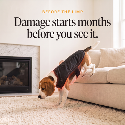 Beagle wearing the RedPaw red light wrap stepping down from the sofa: damage starts months before you see it
