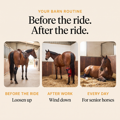 Barn routine with the RedHoof hock wrap before the ride, after work and every day